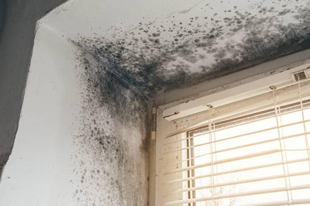 Affordable Mold Removal solutions in White Hall, IL